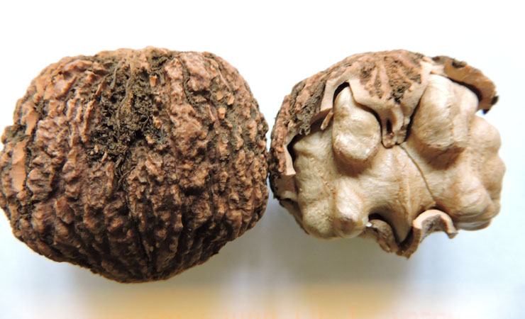 Black Walnut